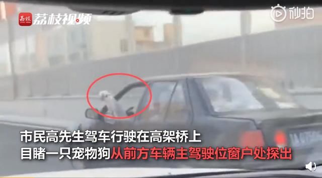  开车|这是什么操作？司机开车时边撸狗边看书，后方司机：我都惊呆了