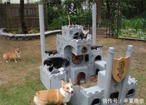豪华|有才!外国网友用废纸箱,给喵星人打造豪华城堡