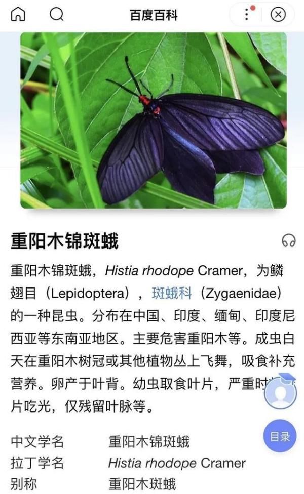  居民|什么幺蛾子？！沪一小区被神秘生物占领，现场看傻眼