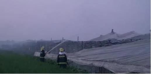 孵化场|孵化场种鸡大棚着火!十几万只鸡瞬间变烤鸡