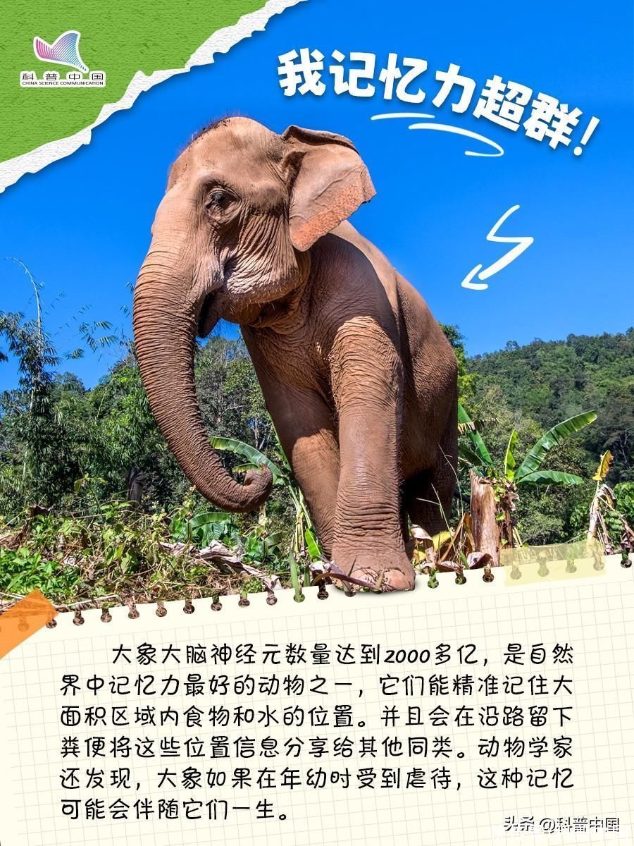 比大熊猫还珍稀的10种动物(比大熊猫还珍稀的动物，竟然是它？)