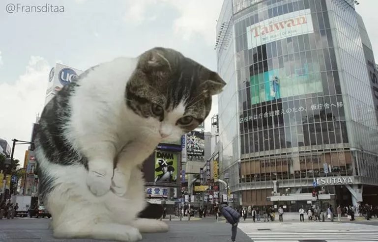 哥斯拉|要是小猫咪突然变成了庞然大物,这个世界会是什么样的