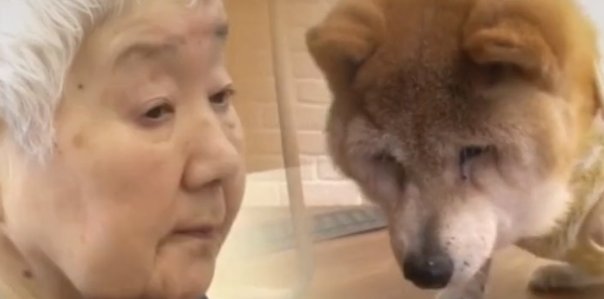  主人|19岁狗狗和主人都患上了“老年痴呆”，却在见面瞬间认出了彼此