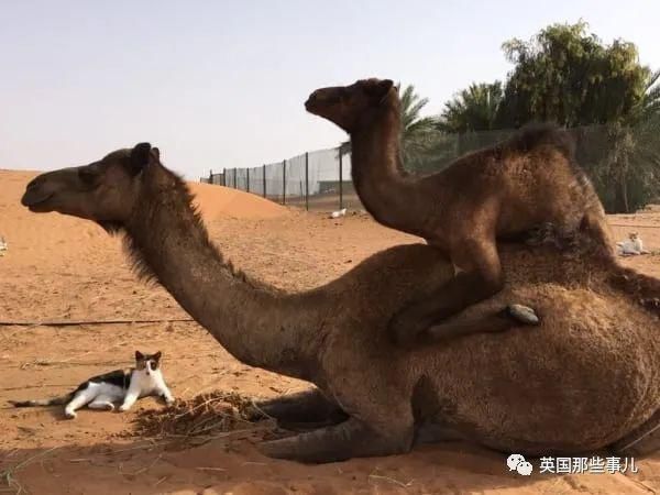  沙漠|霓虹妹子嫁到阿联酋，在5万平米的沙漠＂后院＂里养猫养骆驼?!