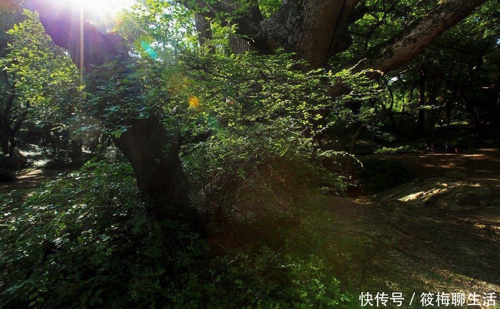 姻缘|10月内,月老赐姻缘,旧情留恋,3星座与旧爱真爱一生,彼此痴心