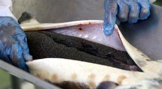 吃货|看完取鱼子酱的过程,你还能吃得下吗吃货以后不吃了