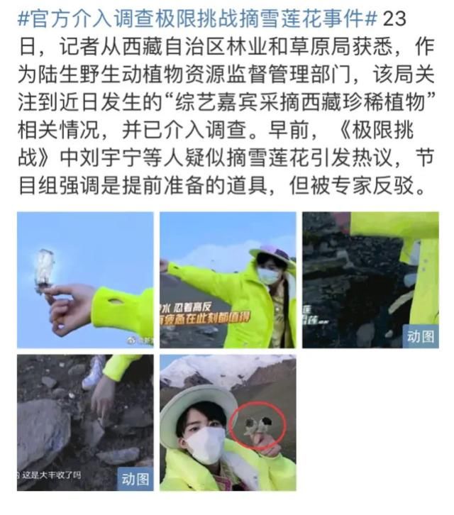  极限挑战|《最强大脑》水哥被扒私养国家二级保护植物，专家否定人工繁育
