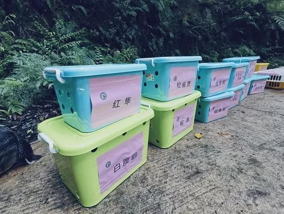 放生|豹猫、红隼、果子狸......在南宁的公园里遇到它们别激动