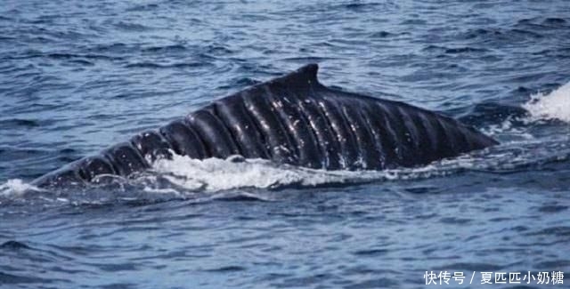 威力|航母螺旋桨的威力有多恐怖?看看这些海洋生物的伤口就明白了