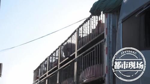  高速|看“傻”了！两男子高速上抱着一头猪，接下来还有神操作