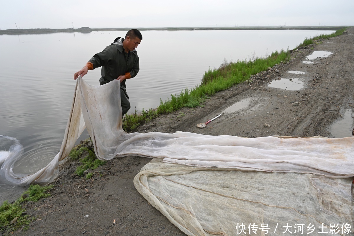  男子|男子每天清晨跳进盐池捞虫，拖20米纱网，一天干3小时挣200元