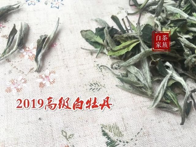  季节|秋天喝白茶指南：白毫银针和白牡丹，适合现在的季节喝吗？