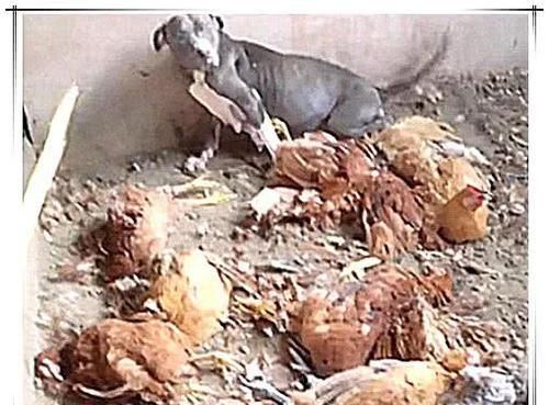  肠子|总有野猫偷鸡，主人让狗狗去看护鸡圈，次日看到这一幕悔青肠子！