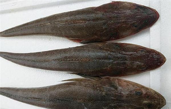 潮汕地区|这鱼在我国不值钱,潮汕人懂它的价值,到了日本摇身一变成高档货