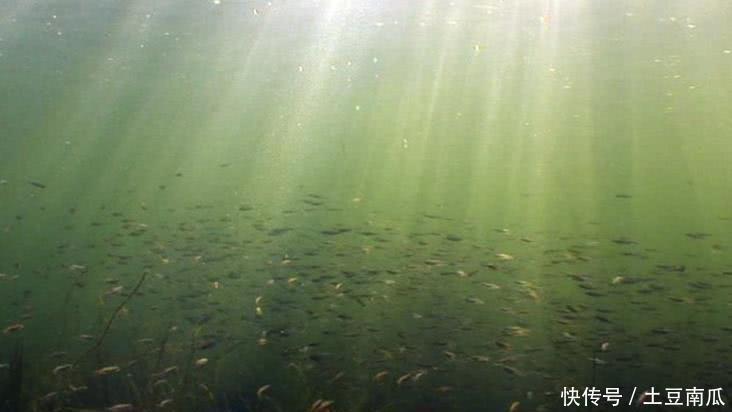  动物|5种未知的隐匿动物，第3种已发现不止三百次