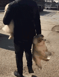  GIF|搞笑GIF：妹子你这么会玩，你男朋友知道吗？