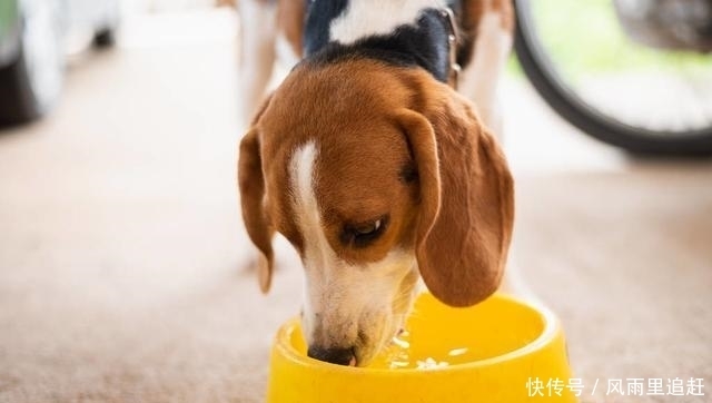  夏天|夏天对狗做这几件事，小心狗命不保