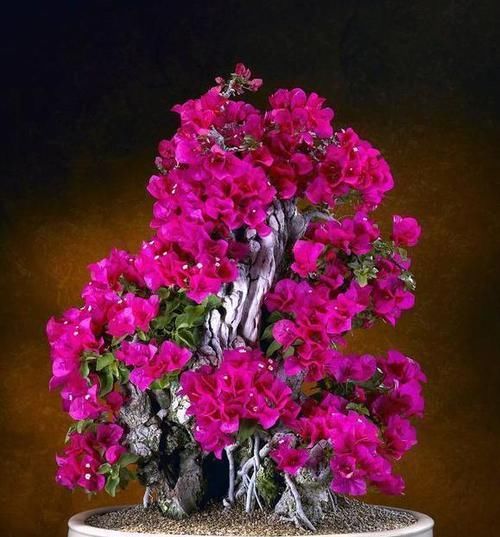 来年|这3“种花”，赶紧去扦插，生根快成活率高，来年花开爆满盆！