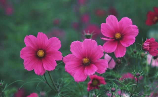  属兔的人|七月开始：财运爆棚，财运大红大紫，鸿运当头的生肖