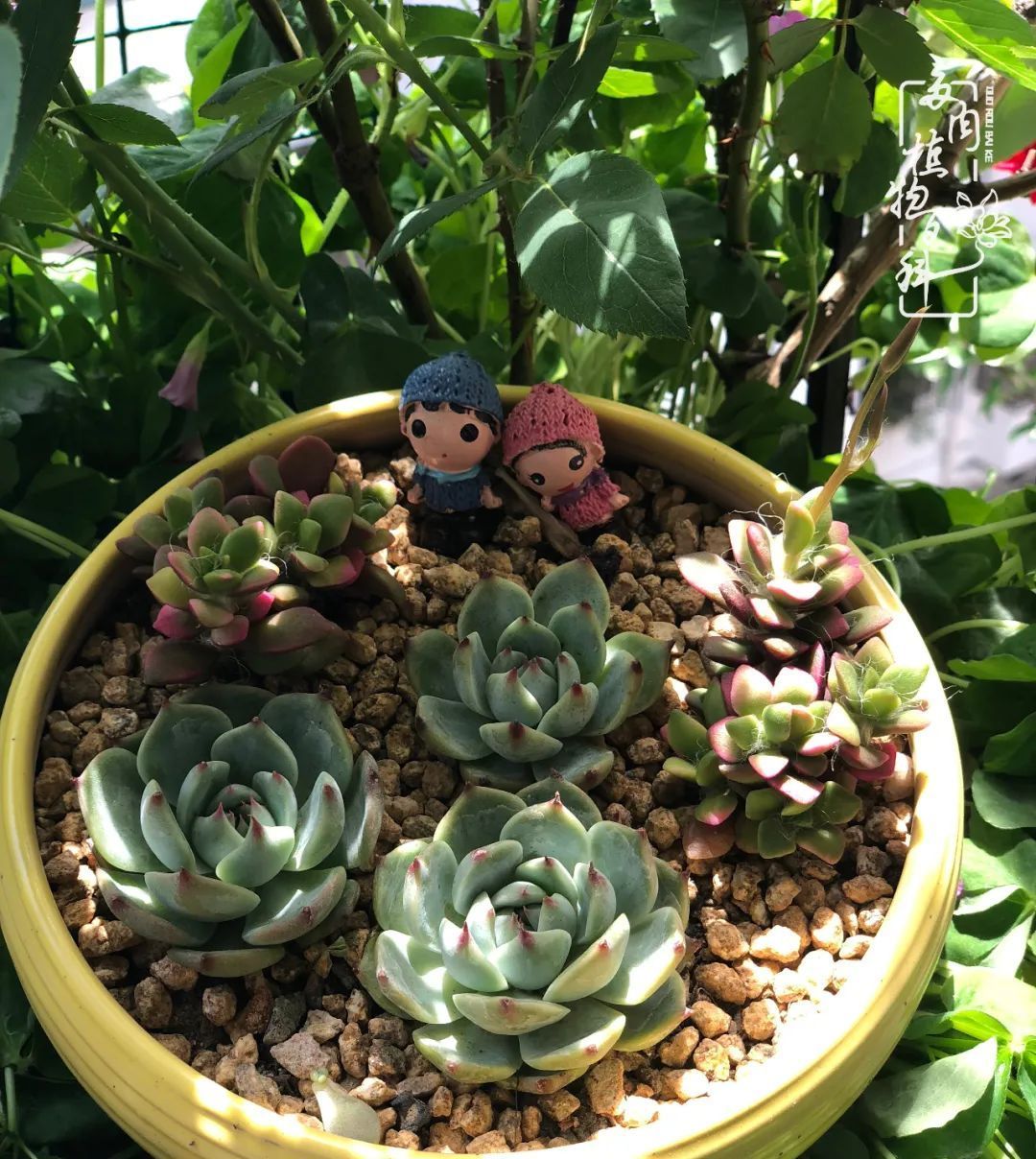  遇上|遇上多肉，遇上美好，情不知所起，一往而深！