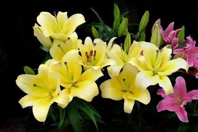  视角|【摄影讲评】焦距到底是个什么 第1226讲？