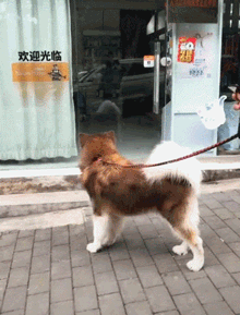 GIF|搞笑GIF:说出来你们可能不信,刚刚比赛中我输给了一辆面包车