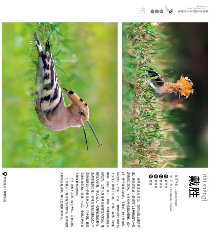 野生鸟类|艺术照曝光!肇庆竟藏有这么多野生“精灵”,很多没见过……