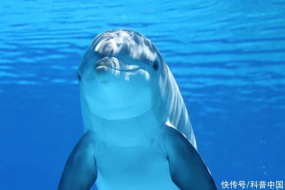 “海豚会微笑”，海洋馆里最大的谎言2023