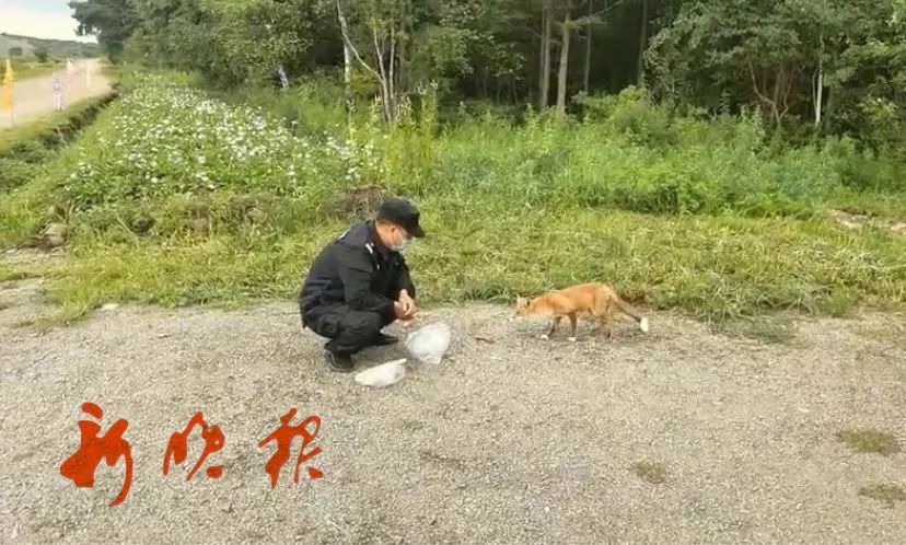 报恩|路边惊现红狐狸!这段“人狐恋”…是来报恩的吗