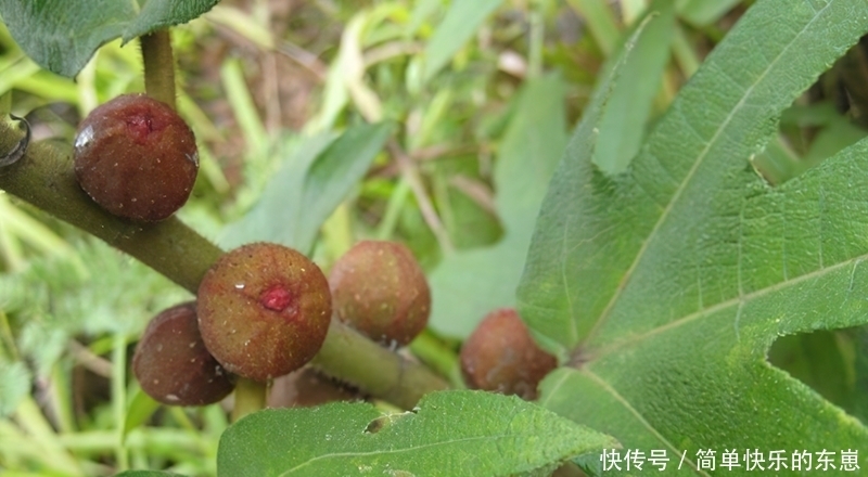 野生的五指|2年直接连根拔起,南方人的最爱,如今35元一斤,网友:真便宜