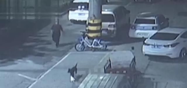  的忙|送孕妇、抓小偷、做向导，2020年的狗子们不是一般的忙