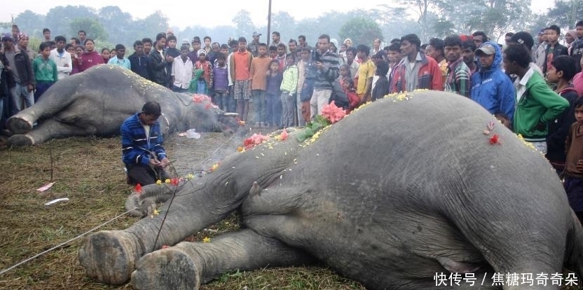 动物|在野外看到了两具倒下的动物尸体,死亡原因让人感动流泪