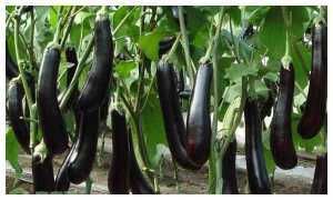  颜色|目前茄子价格多少钱一斤？如何挑选新鲜的茄子？