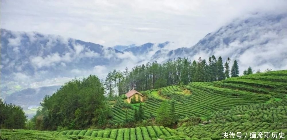 蒋家坡苔子|蓝焙话茶，遇见一路山水一路茶