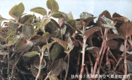 金线莲|价格年年涨,野生的曾卖上万元1斤,很多人去采挖,种植的人很少