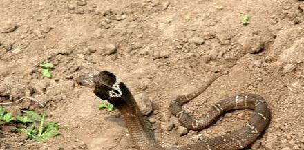  值班|数百条眼镜蛇出逃，工作人员受到急救训练后上阵，24小时值班