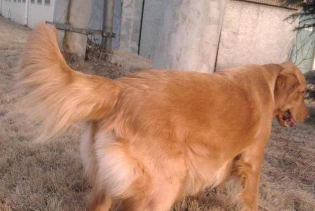  讨食|流浪狗准点上门讨食，网友将其收养回家后，喜获了一份意外大礼