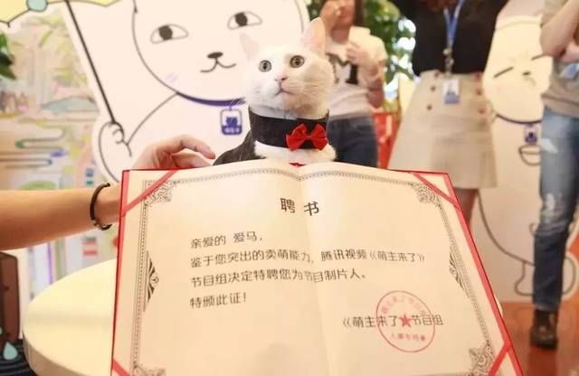  家猫|别人家猫都会挣钱养家了，而你家猫…...