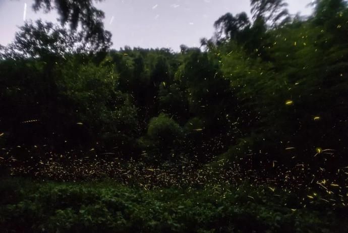  梦幻|超梦幻！西湖边的萤火虫你见过吗？这个地方还有1500亩的萤火虫公园！