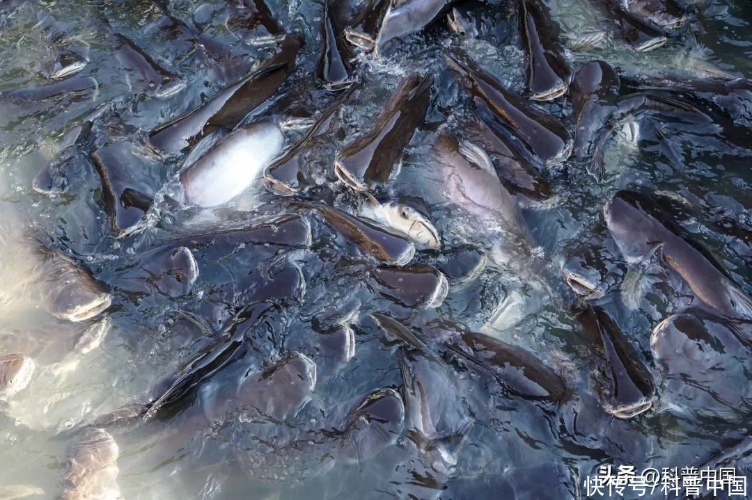 现在超市买的巴沙鱼可以吃吗(超市几块钱一包的巴沙鱼，可以放心吃吗？)