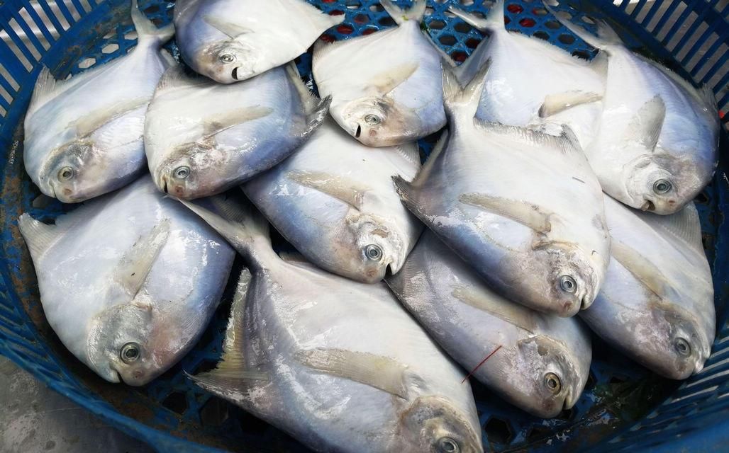 海鲜|酒店带鱼268一斤,菜市场便宜只要15,梭子蟹长大点50一斤