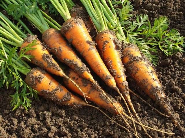 鱼腥草|哪些蔬菜是多数人吃不惯的?尤其这四种,敢吃两种以上的佩服你!