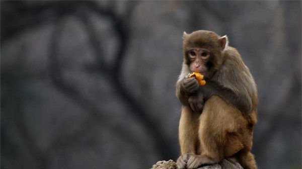  来临|不久后，属猴人必有“两喜”来临，转运在此一回！属猴人快接稳了