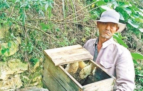 中华|濒临灭绝的中华蜜蜂, 到底有没有必要去搭救?