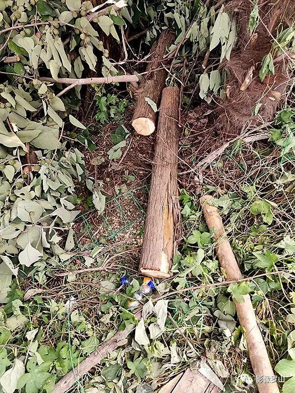  新区杜堰河|罗山鹭林湿地近日遭人砍伐