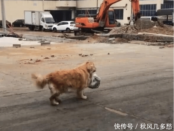  邻居们|金毛帮主人买了11年的菜，年迈腿瘸，邻居们看着不淡定了