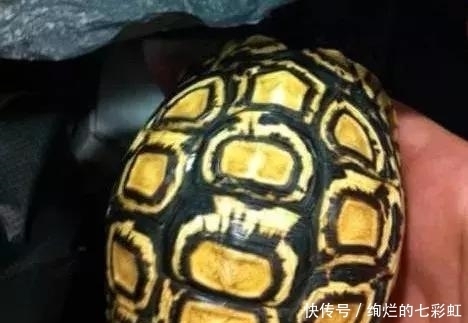 乌龟|文玩人“盘”活乌龟,还能“挂瓷”你能接受吗?