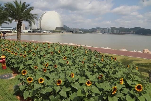  野狸岛公园|毒蛇出没？涉及珠海这个“网红”公园！官方这样说…