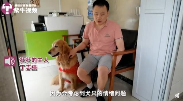 家庭|工作7年的江苏首只导盲犬将退役，主人：它就是我家庭的一员