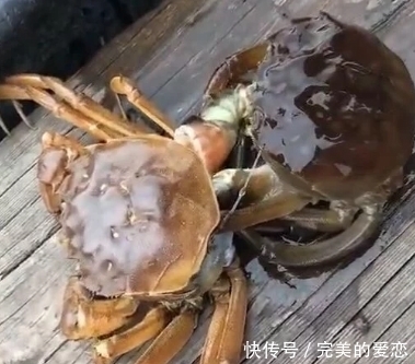 隔天|小伙买螃蟹回家，放置一晚准备隔天再煮，结果小伙却直言可惜了